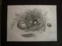 Drawing - Eggs and Nest
