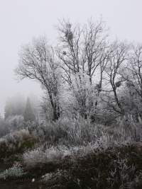 Photograph - Ice Trees